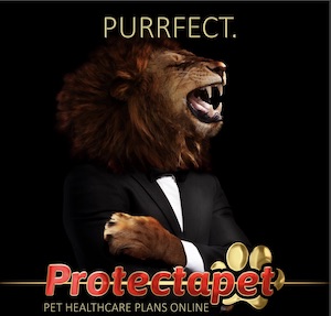 Lion in a suit advertising Protectapets pet healthcare plans online